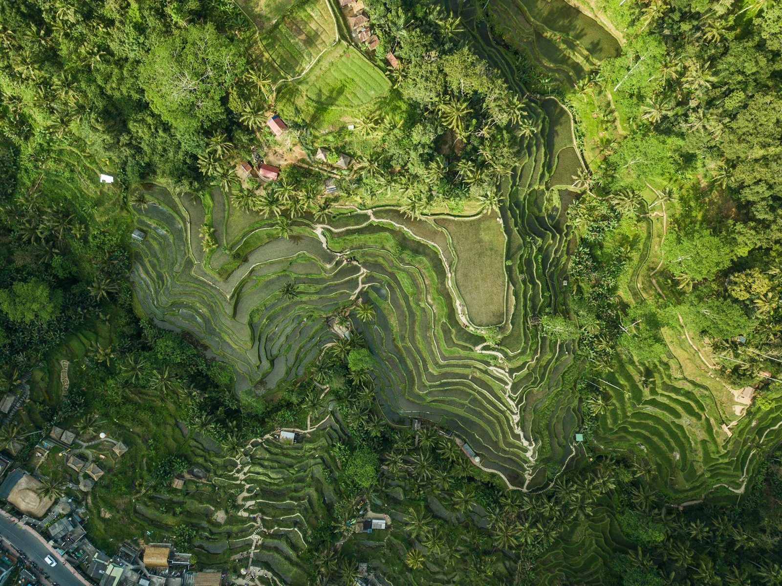 Terrazas de cultivo vistas desde el aire