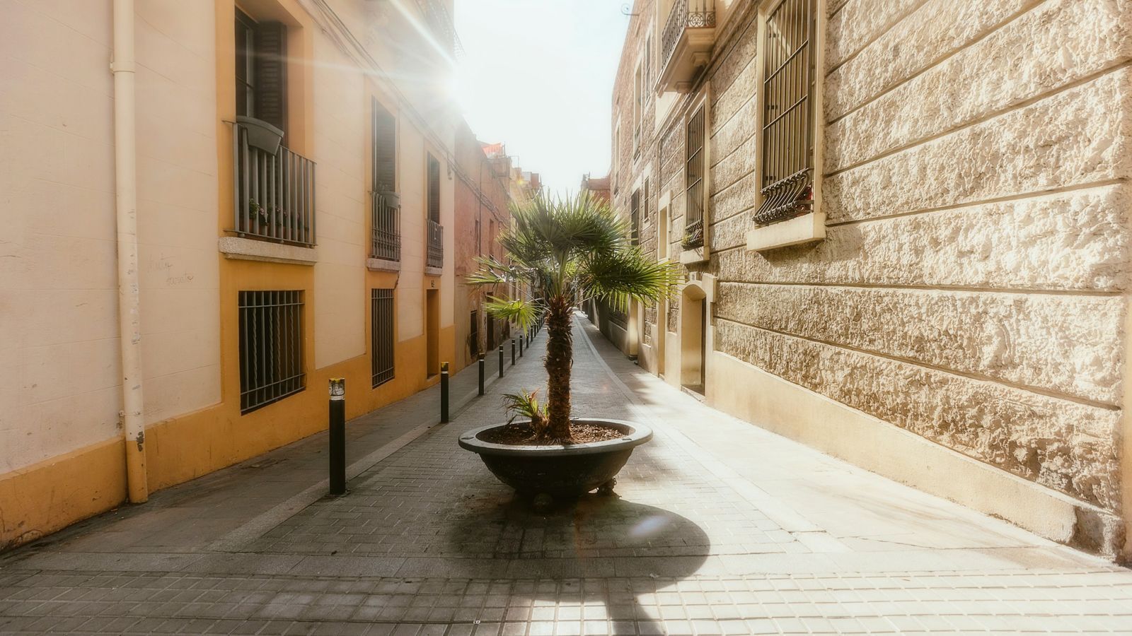 Calle mediterránea con una palmera al sol